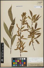 Foto von Salix alba L. x Salix fragilis L.
